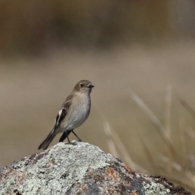 Petroica phoenicea (Flame Robin) at Rendezvous Creek, ACT - 1 Aug 2019 by jbromilow50