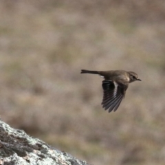 Petroica phoenicea at Rendezvous Creek, ACT - 1 Aug 2019 01:18 PM