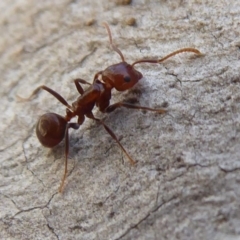 Notoncus gilberti (Smooth Epaulet Ant) at Acton, ACT - 2 Aug 2019 by Christine