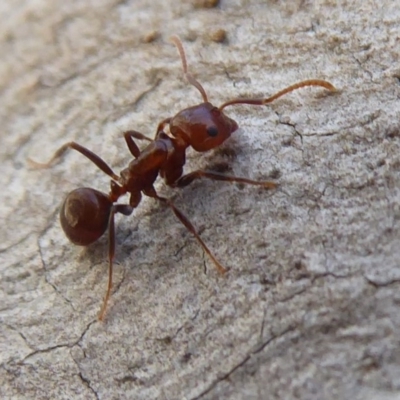 Notoncus gilberti (Smooth Epaulet Ant) at Acton, ACT - 2 Aug 2019 by Christine
