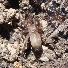 Gnaphosidae (family) (Ground spider) at ANBG - 2 Aug 2019 by Christine