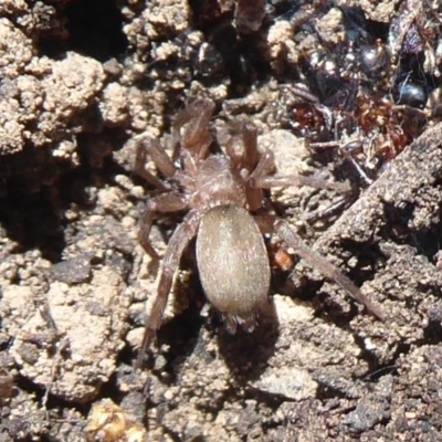 Gnaphosidae (family) (Ground spider) at Acton, ACT - 2 Aug 2019 by Christine