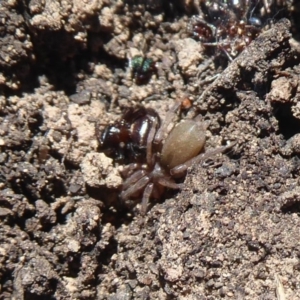 Gnaphosidae (family) at Acton, ACT - 2 Aug 2019 01:25 PM