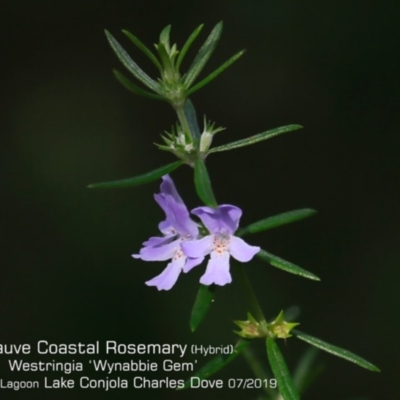 Westringia 'Wynabbie Gem' at Lake Conjola, NSW - 30 Jul 2019 by CharlesDove