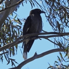 Strepera versicolor at Tuggeranong DC, ACT - 2 Aug 2019