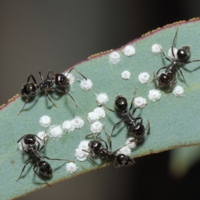 Notoncus capitatus (An epaulet ant) at Acton, ACT - 2 Aug 2019 by TimL