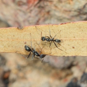 Iridomyrmex mayri at Acton, ACT - 2 Aug 2019 01:34 PM