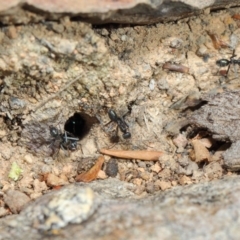 Iridomyrmex mayri at Acton, ACT - 2 Aug 2019 01:34 PM