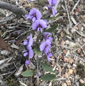 Hovea heterophylla at Kambah, ACT - 3 Aug 2019 10:36 AM