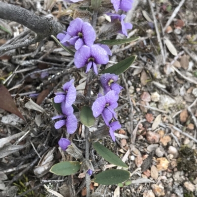 Hovea heterophylla (Common Hovea) at Kambah, ACT - 3 Aug 2019 by PeterR