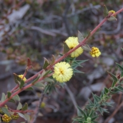 Acacia gunnii (Ploughshare Wattle) at Stony Creek Nature Reserve - 2 Aug 2019 by KumikoCallaway