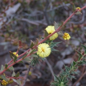 Acacia gunnii at Carwoola, NSW - 3 Aug 2019