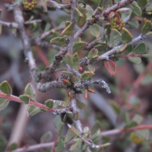 Acacia gunnii at Carwoola, NSW - 3 Aug 2019