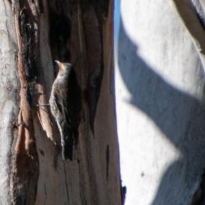 Climacteris erythrops at Rendezvous Creek, ACT - 3 Aug 2019 11:21 AM