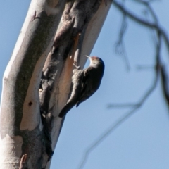 Climacteris erythrops at Rendezvous Creek, ACT - 3 Aug 2019 11:21 AM