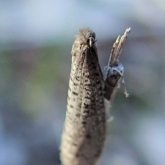 Lepidoscia (genus) ADULT at Dunlop, ACT - 23 Jul 2019