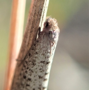 Lepidoscia (genus) IMMATURE at Dunlop, ACT - 23 Jul 2019