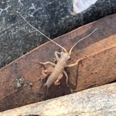 Tettigoniidae (family) (Unidentified katydid) at Cook, ACT - 30 Jul 2019 by CathB