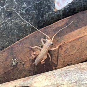 Tettigoniidae (family) at Cook, ACT - 30 Jul 2019 11:42 AM