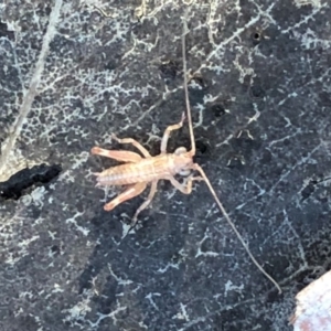 Tettigoniidae (family) at Cook, ACT - 30 Jul 2019 11:42 AM