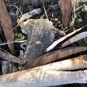 Tettigoniidae (family) at Cook, ACT - 30 Jul 2019 11:42 AM