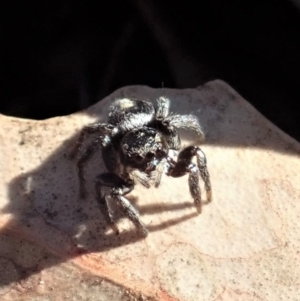 Salpesia sp. (genus) at Cook, ACT - 2 Aug 2019 02:16 PM