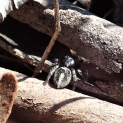 Salpesia sp. (genus) at Cook, ACT - 2 Aug 2019 02:16 PM