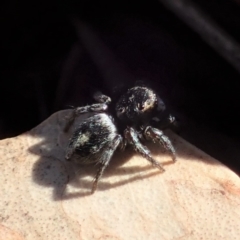 Salpesia sp. (genus) at Cook, ACT - 2 Aug 2019 02:16 PM