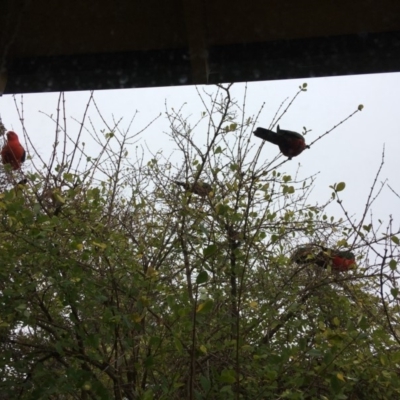 Alisterus scapularis (Australian King-Parrot) at Hughes, ACT - 2 Aug 2019 by KL