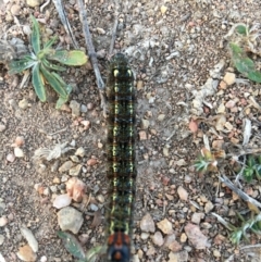 Apina callisto (Pasture Day Moth) at Hughes, ACT - 3 Aug 2019 by KL