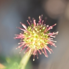 Acaena novae-zelandiae (Bidgee Widgee) at Wamboin, NSW - 9 Feb 2019 by natureguy