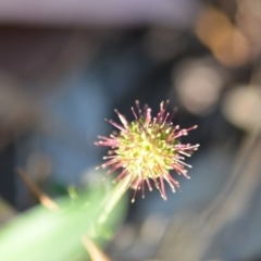 Acaena novae-zelandiae at Wamboin, NSW - 9 Feb 2019 11:05 AM