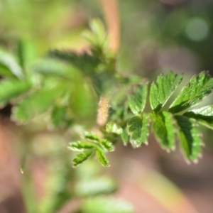 Acaena novae-zelandiae at Wamboin, NSW - 9 Feb 2019 11:05 AM