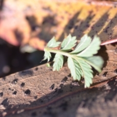 Acaena novae-zelandiae at Wamboin, NSW - 9 Feb 2019 11:05 AM