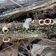 Nidula sp. (A bird's nest fungus) at Dunlop, ACT - 2 Aug 2019 by CathB