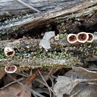 Nidula sp. (A bird's nest fungus) at Dunlop, ACT - 2 Aug 2019 by CathB