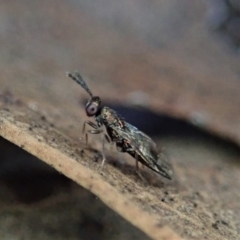 Chalcidoidea (superfamily) (A gall wasp or Chalcid wasp) at Aranda Bushland - 2 Aug 2019 by CathB