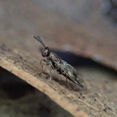 Chalcidoidea (superfamily) (A gall wasp or Chalcid wasp) at Dunlop, ACT - 2 Aug 2019 by CathB