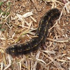 Apina callisto (Pasture Day Moth) at Canberra, ACT - 3 Aug 2019 by AaronClausen