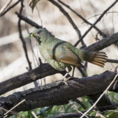 Ptilonorhynchus violaceus (Satin Bowerbird) at Macgregor, ACT - 30 Jul 2019 by Alison Milton