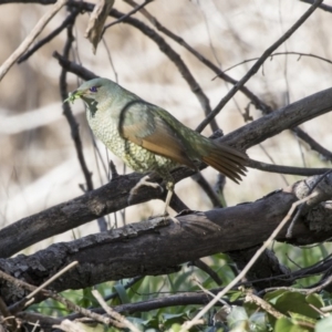 Ptilonorhynchus violaceus at Macgregor, ACT - 30 Jul 2019