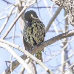 Ptilonorhynchus violaceus at Macgregor, ACT - 30 Jul 2019