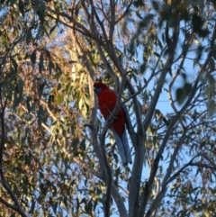 Platycercus elegans (Crimson Rosella) at Stromlo, ACT - 31 Jul 2019 by Bernadette