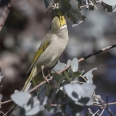 Ptilotula penicillata (White-plumed Honeyeater) at Dunlop, ACT - 30 Jul 2019 by Alison Milton