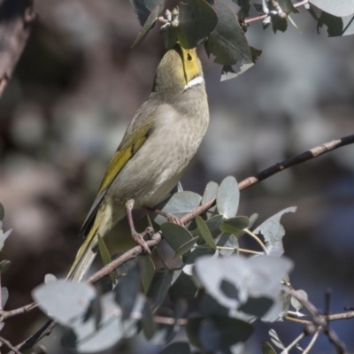 Ptilotula penicillata (White-plumed Honeyeater) at Dunlop, ACT - 30 Jul 2019 by Alison Milton