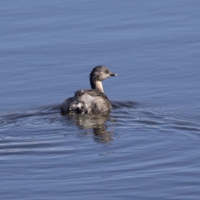 Poliocephalus poliocephalus (Hoary-headed Grebe) at Dunlop, ACT - 30 Jul 2019 by AlisonMilton