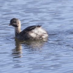 Poliocephalus poliocephalus at Dunlop, ACT - 30 Jul 2019