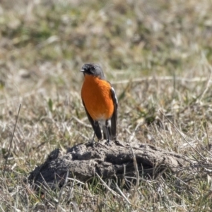 Petroica phoenicea at Dunlop, ACT - 30 Jul 2019 10:59 AM