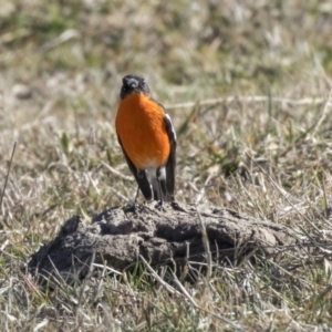 Petroica phoenicea at Dunlop, ACT - 30 Jul 2019