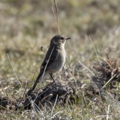 Petroica phoenicea at Dunlop, ACT - 30 Jul 2019